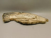Petrified Wood Polished Slab Vantage Washington #O154-1