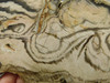 Petrified Wood Polished Slab Vantage Washington #O154-1
