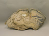 Petrified Wood Polished Slab Vantage Washington #O154-1