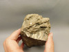 Eden Valley Petrified Wood Wyoming Polished Round Stump #O132-26