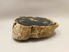 Eden Valley Petrified Wood Wyoming Polished Round Stump #O132-26