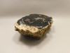 Eden Valley Petrified Wood Wyoming Polished Round Stump #O132-26