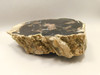 Eden Valley Petrified Wood Wyoming Polished Round Stump #O132-26