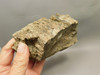 Eden Valley Petrified Wood Wyoming Polished Round Stump #O132-26