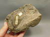 Eden Valley Petrified Wood Wyoming Polished Round Stump #O132-26