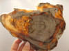 Petrified Wood Polished Round Yakima Canyon, WA #O134-29