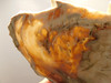 Petrified Wood Polished Round Yakima Canyon, WA #O134-29