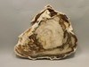 Petrified Wood Polished Round Yakima Canyon, WA #O134-29