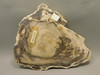 Petrified Wood Polished Round Yakima Canyon, WA #O134-29