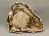 Petrified Wood Polished Round Yakima Canyon, WA #O134-29