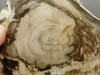 Petrified Wood Polished Round Yakima Canyon, WA #O134-29