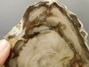 Petrified Wood Polished Round Yakima Canyon, WA #O134-29