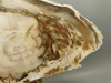 Petrified Wood Polished Round Yakima Canyon, WA #O134-29