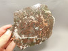 Kingston Conglomerate Copper Stone Slab Rough Rock Michigan #O12