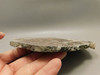 Kingston Conglomerate Copper Stone Slab Rough Rock Michigan #O12