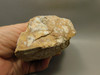Spotted Fawn Stone or Tigilitis Lapidary Rough Rock #O1