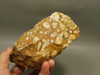 Spotted Fawn Stone or Tigilitis Lapidary Rough Rock #O1