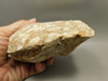 Spotted Fawn Stone or Tigilitis Lapidary Rough Rock #O1