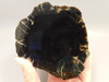 Petrified Wood Polished Round Stump Circle Cliffs Utah #O141-10