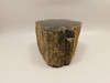 Petrified Wood Polished Round Stump Circle Cliffs Utah #O141-10