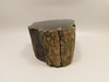 Petrified Wood Polished Round Stump Circle Cliffs Utah #O141-10
