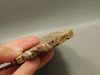 Candy Opal Unpolished Rough Rock Stone Slab Bacon Opal #O1
