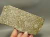 Crinoid Marble Fossil Stone Slab Rough Rock Tennessee #O2