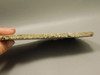 Crinoid Marble Fossil Stone Slab Rough Rock Tennessee #O2