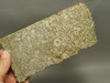 Crinoid Marble Fossil Stone Slab Rough Rock Tennessee #O3