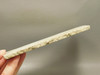 Crinoid Marble Fossil Stone Slab Rough Rock Tennessee #O3
