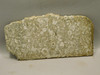 Crinoid Marble Fossil Stone Slab Rough Rock Tennessee #O5