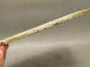 Crinoid Marble Fossil Stone Slab Rough Rock Tennessee #O5