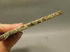 Crinoid Marble Fossil Stone Slab Rough Rock Tennessee #O5