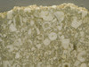 Crinoid Marble Fossil Stone Slab Rough Rock Tennessee #O5