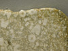 Crinoid Marble Fossil Stone Slab Rough Rock Tennessee #O5