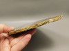 Petrified Wood Antelope Oregon Polished Slab #O152-4