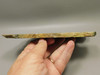 Petrified Wood Antelope Oregon Polished Slab #O152-4