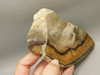 Petrified Wood Stinking Water Golden Oak Polished Slab Oregon #O14A-2