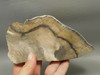 Petrified Wood Stinking Water Golden Oak Polished Slab Oregon #O14A-2