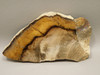 Petrified Wood Stinking Water Golden Oak Polished Slab Oregon #O14A-2