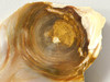 Petrified Wood Polished Slab Yakima Canyon, WA #O134-31