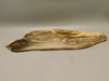 Petrified Wood Polished Slab Yakima Canyon, WA #O134-31