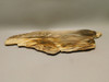 Petrified Wood Polished Slab Yakima Canyon, WA #O134-31