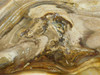 Petrified Wood Polished Slab Yakima Canyon, WA #O134-31
