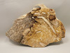 Petrified Wood Forest Floor Polished Round Slab Sunnyside #O133-67