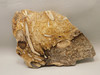 Petrified Wood Forest Floor Polished Round Slab Sunnyside #O133-67