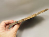 Petrified Wood Forest Floor Polished Round Slab Sunnyside #O133-67