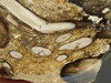 Petrified Wood Forest Floor Polished Round Slab Sunnyside #O133-67
