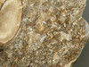 Petrified Wood Forest Floor Polished Round Slab Sunnyside #O133-67