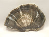 Petrified Wood Woodworthia Polished Slab Arizona #O2123-83